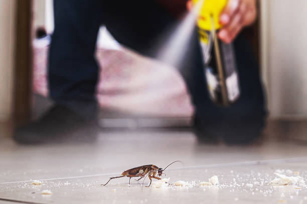 Best Insect Control  in Chlicothe, IL